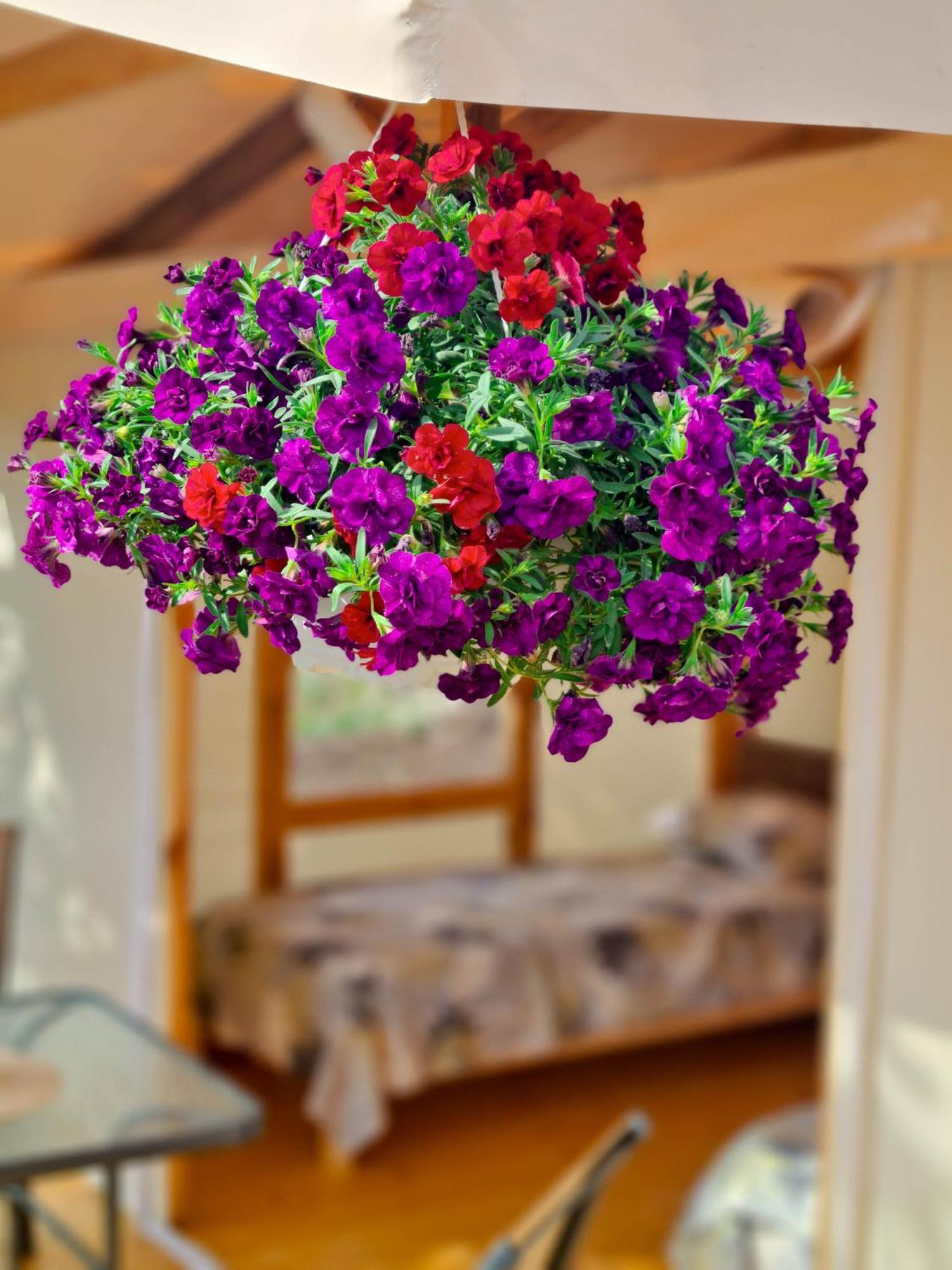 Camping Saint George Topola Kültér fotó